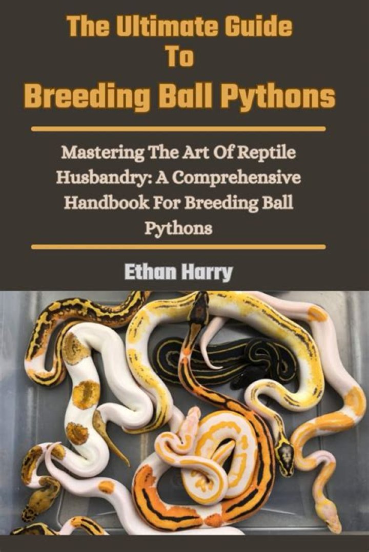 8 Ball Royal Pythons: A Comprehensive Guide To Captivating Snakes