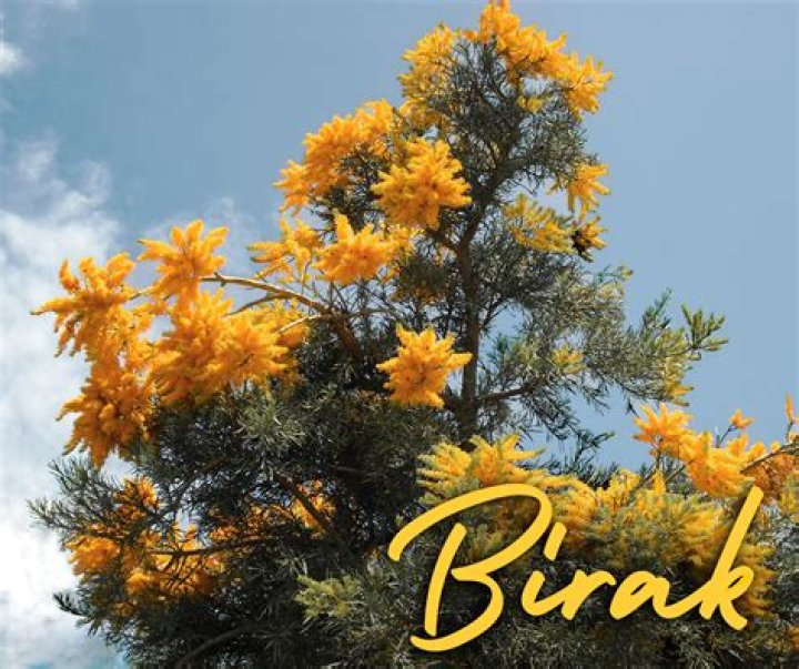 Discovering The Enigmatic World Of Birak Deniz