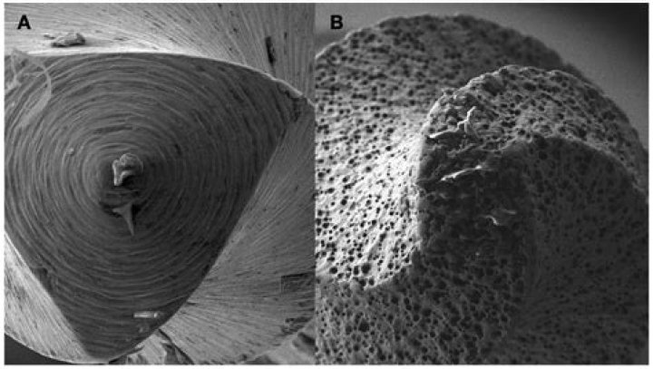 Lily Gladstone's Love Life: Unraveling The Mysteries